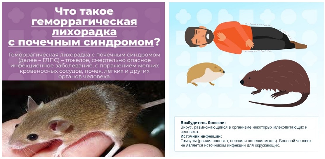 Геморрагическая лихорадка с почечным синдромом