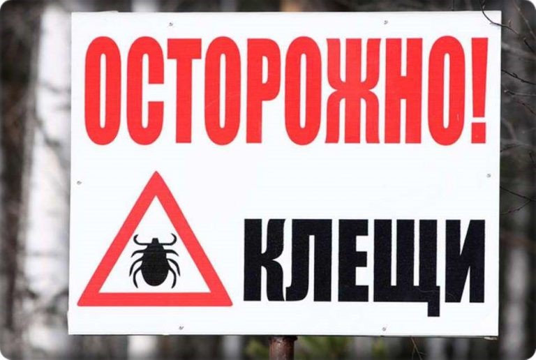 Что делать, если укусил клещ