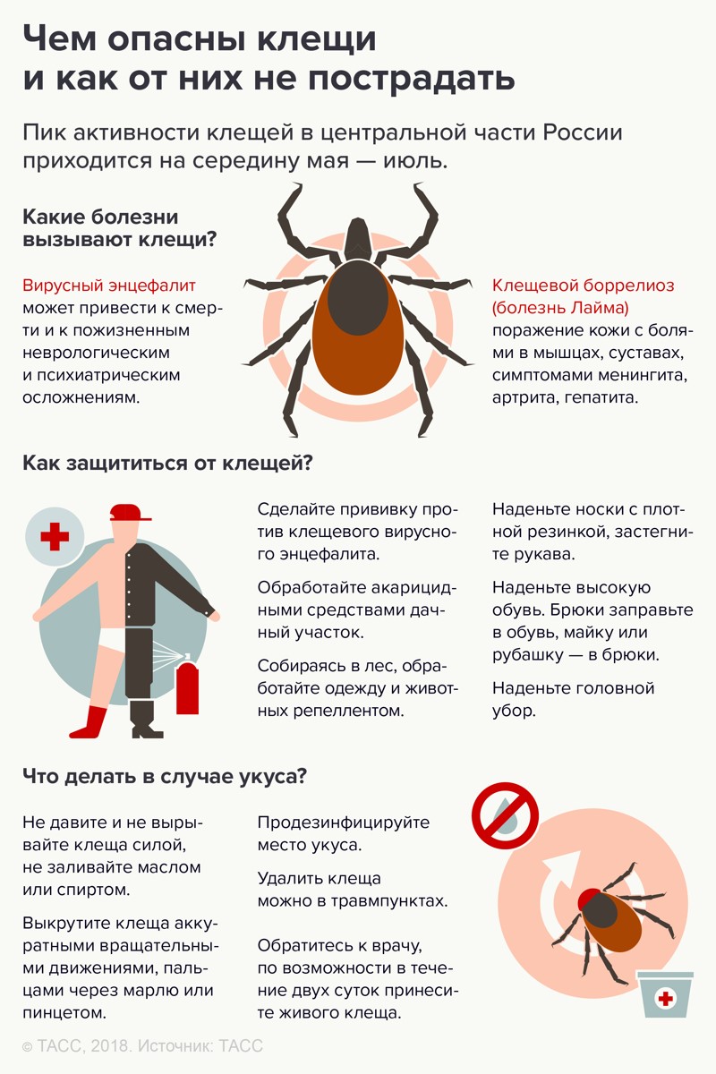 Что делать, если укусил клещ