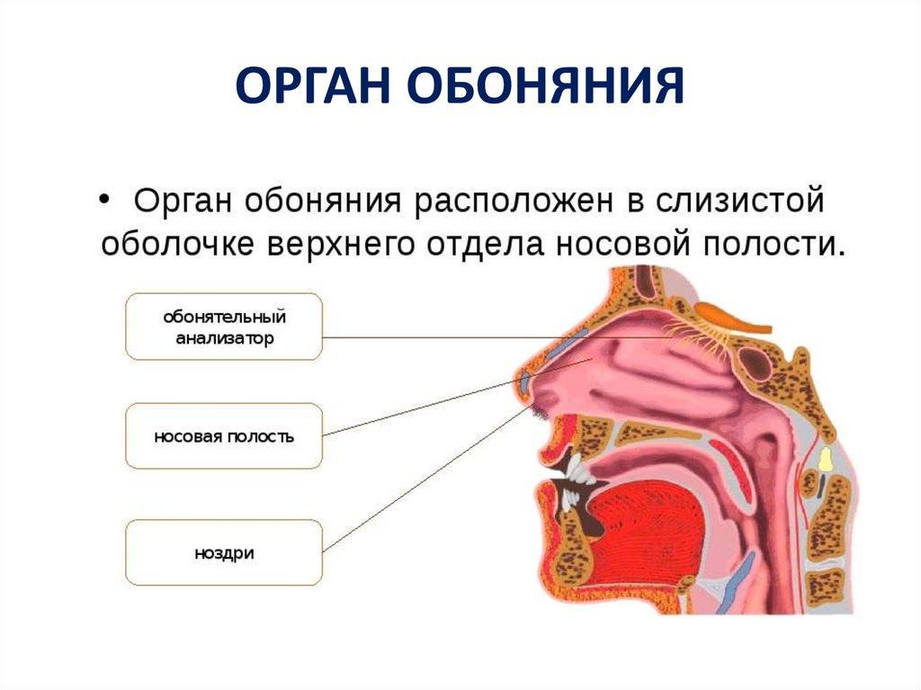 Органы обоняния кратко. Обонятельный анализатор нос. Орган обоняния нос строение. Орган обоняния анатомия строение. Обонятельный анализатор гистология.